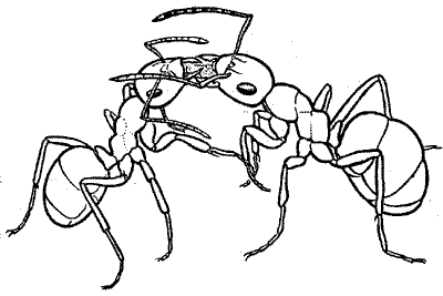 Рис. 2. Обмен жидкой пищей у садовых муравьев